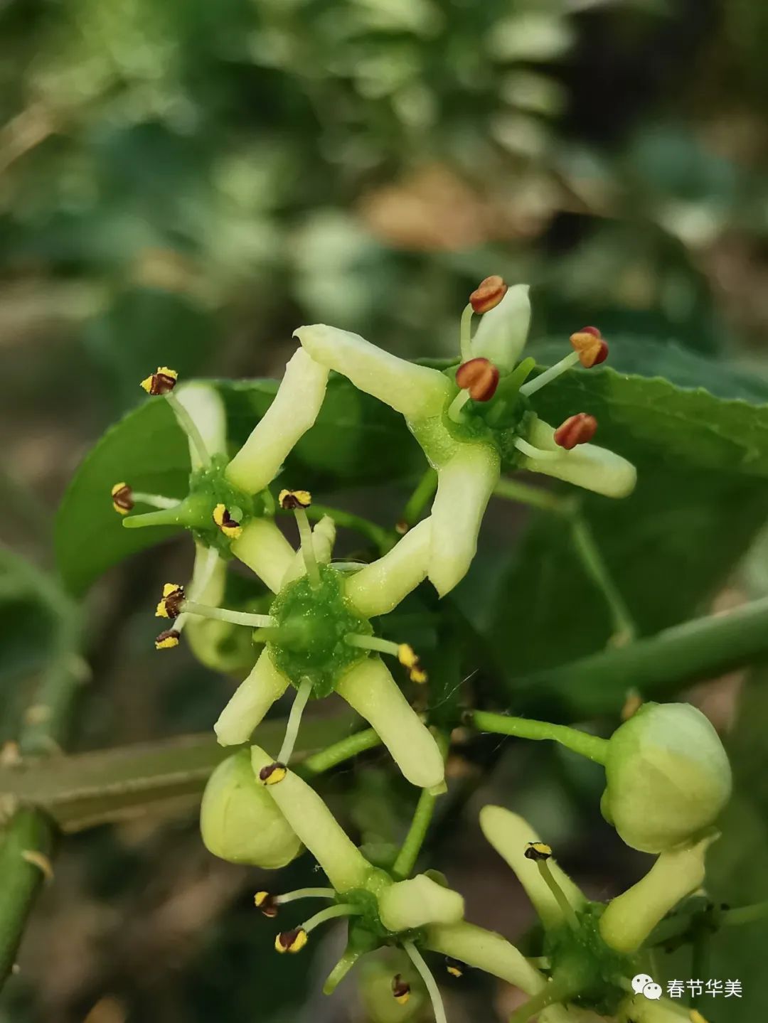 栓翅卫矛euonymusphellomanus