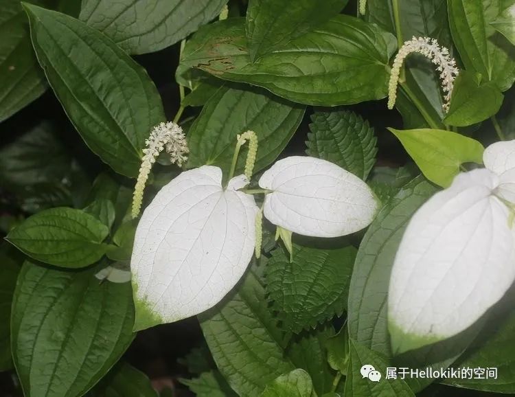 三白草清新花语独特花型和多重植物价值