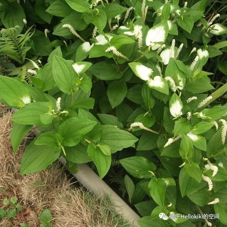 三白草清新花语独特花型和多重植物价值
