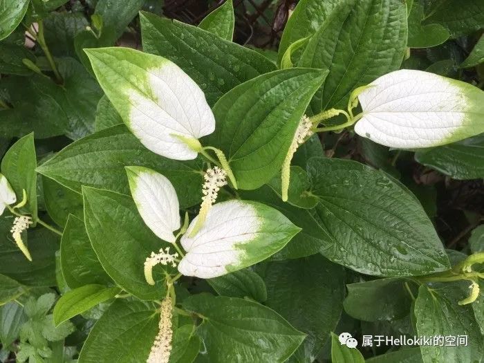 三白草清新花语独特花型和多重植物价值