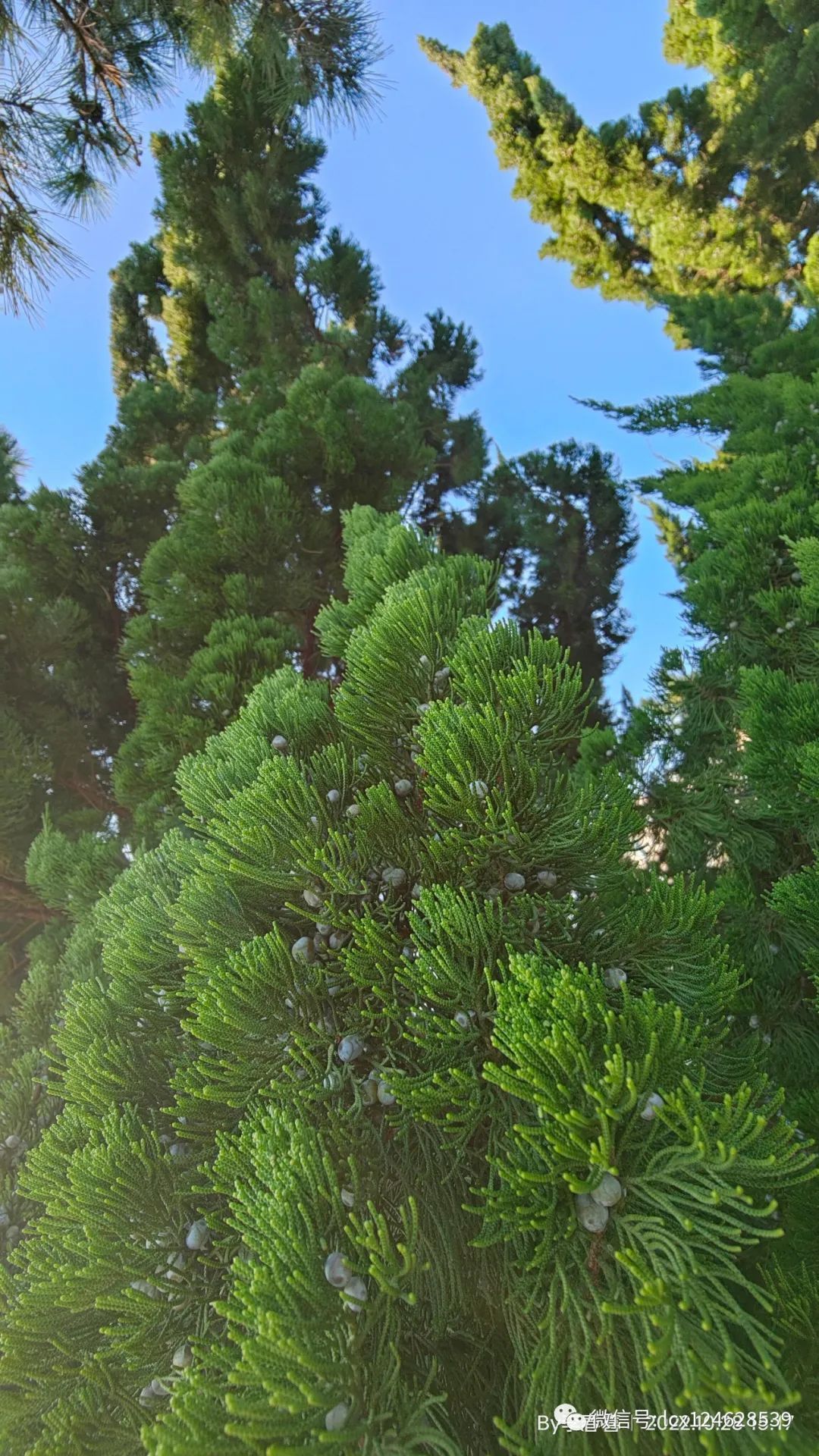 物语之龙柏(Juniperus chinensis 'Kaizuca') - 关注森林