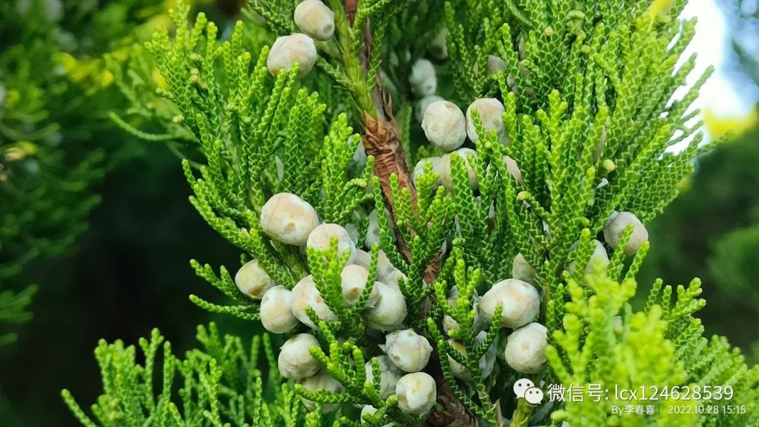 物语之龙柏(Juniperus chinensis 'Kaizuca') - 关注森林