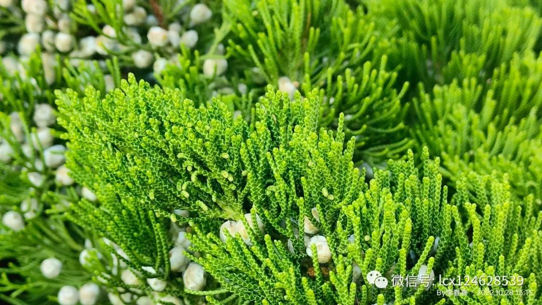 物语之龙柏(Juniperus chinensis 'Kaizuca') - 关注森林
