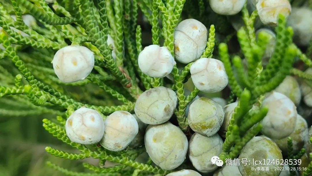 物语之龙柏(Juniperus chinensis 'Kaizuca') - 关注森林