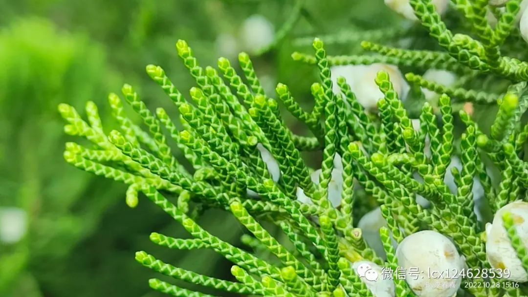 物语之龙柏(Juniperus chinensis 'Kaizuca') - 关注森林