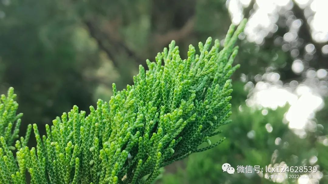 物语之龙柏(Juniperus chinensis 'Kaizuca') - 关注森林