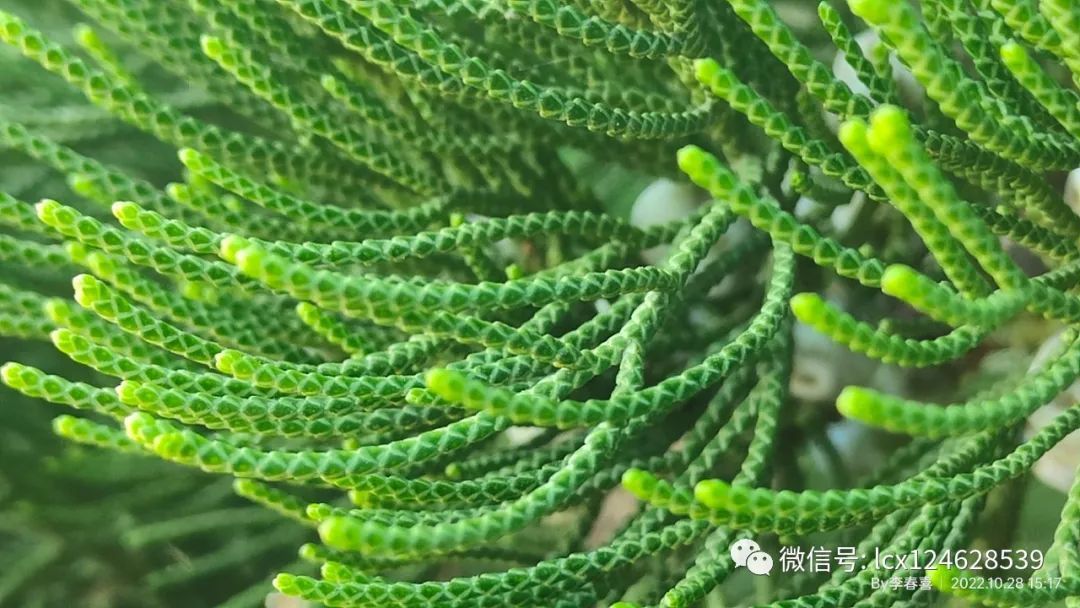 物语之龙柏(Juniperus chinensis 'Kaizuca') - 关注森林