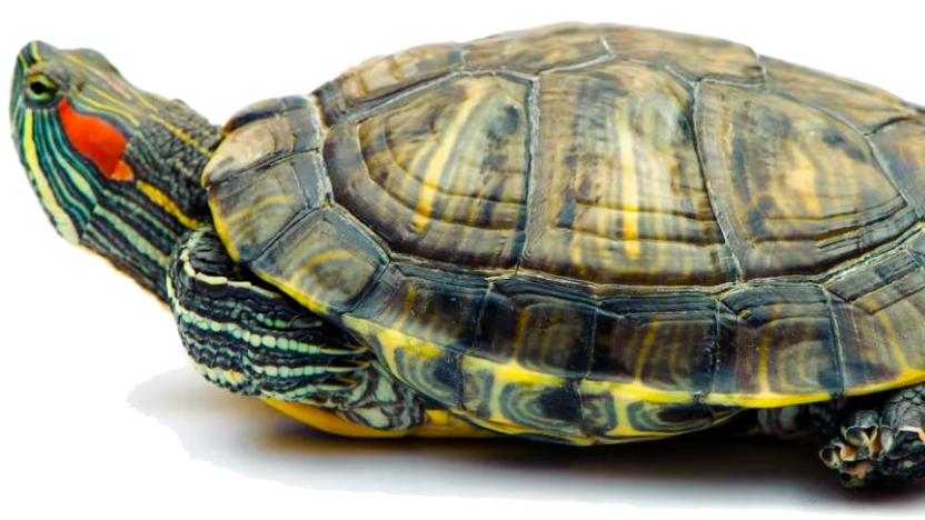 常见宠物龟品种图片