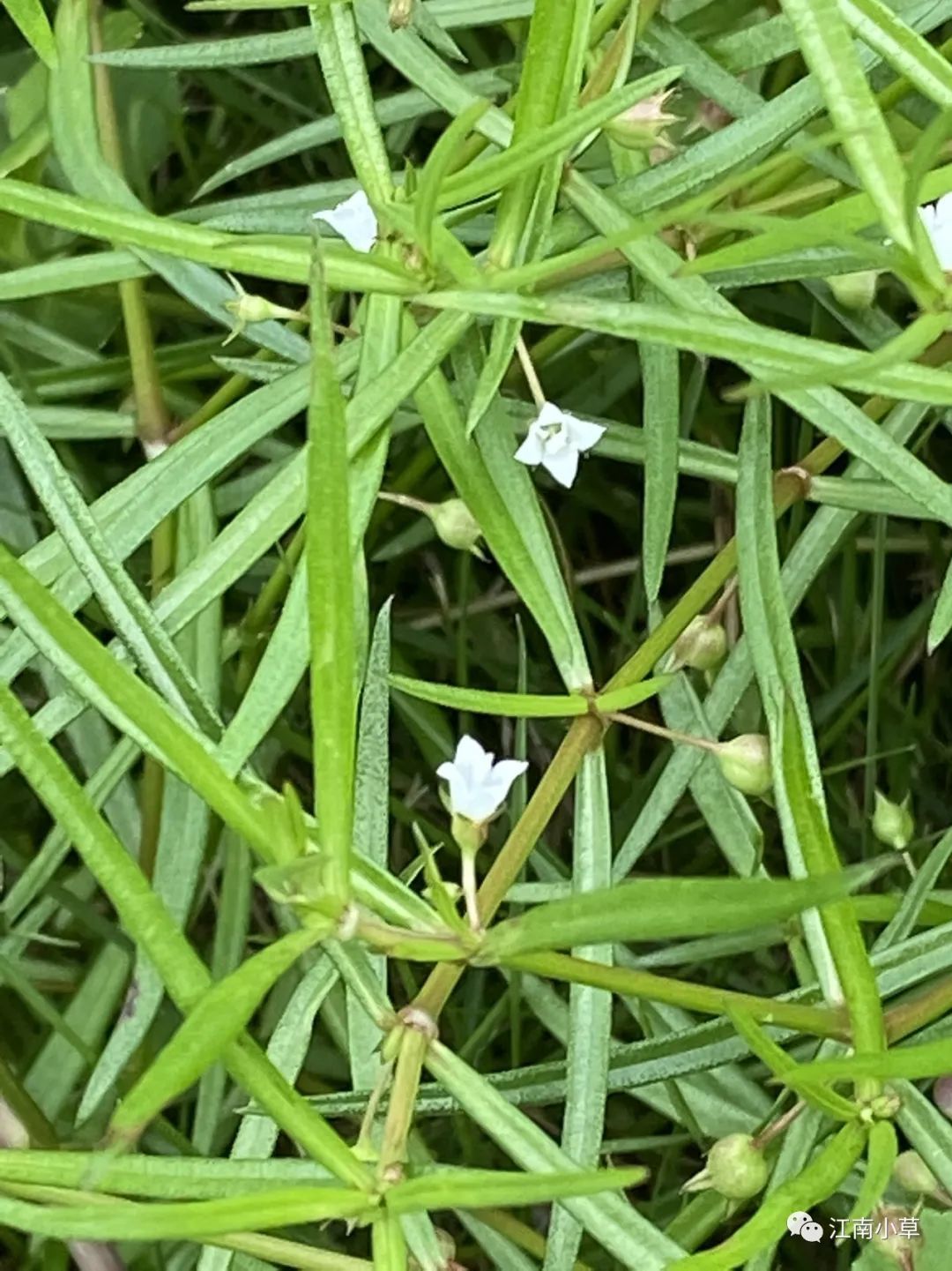 白花蛇舌草图图片