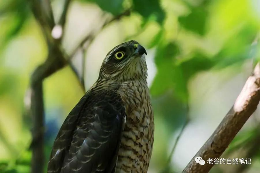 雀鹰来了小鸟跑了