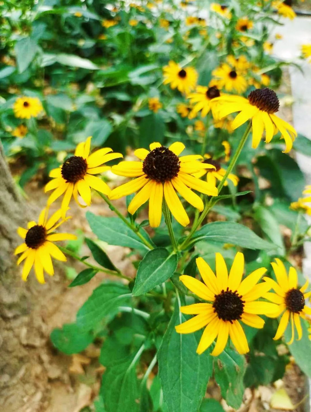 黑心金光菊