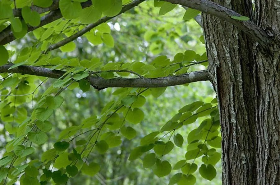 珍稀濒危物种|变幻莫测的变色树种——连香树 - 关注森林