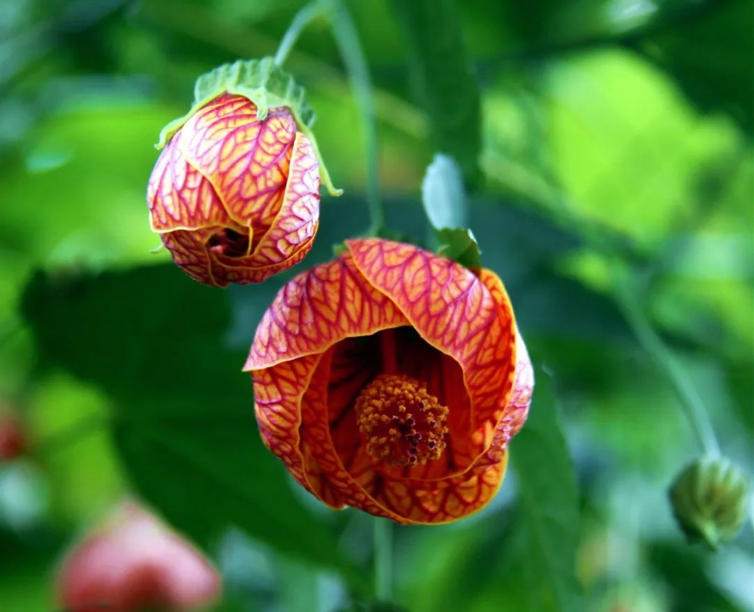 悬铃花花蜜图片