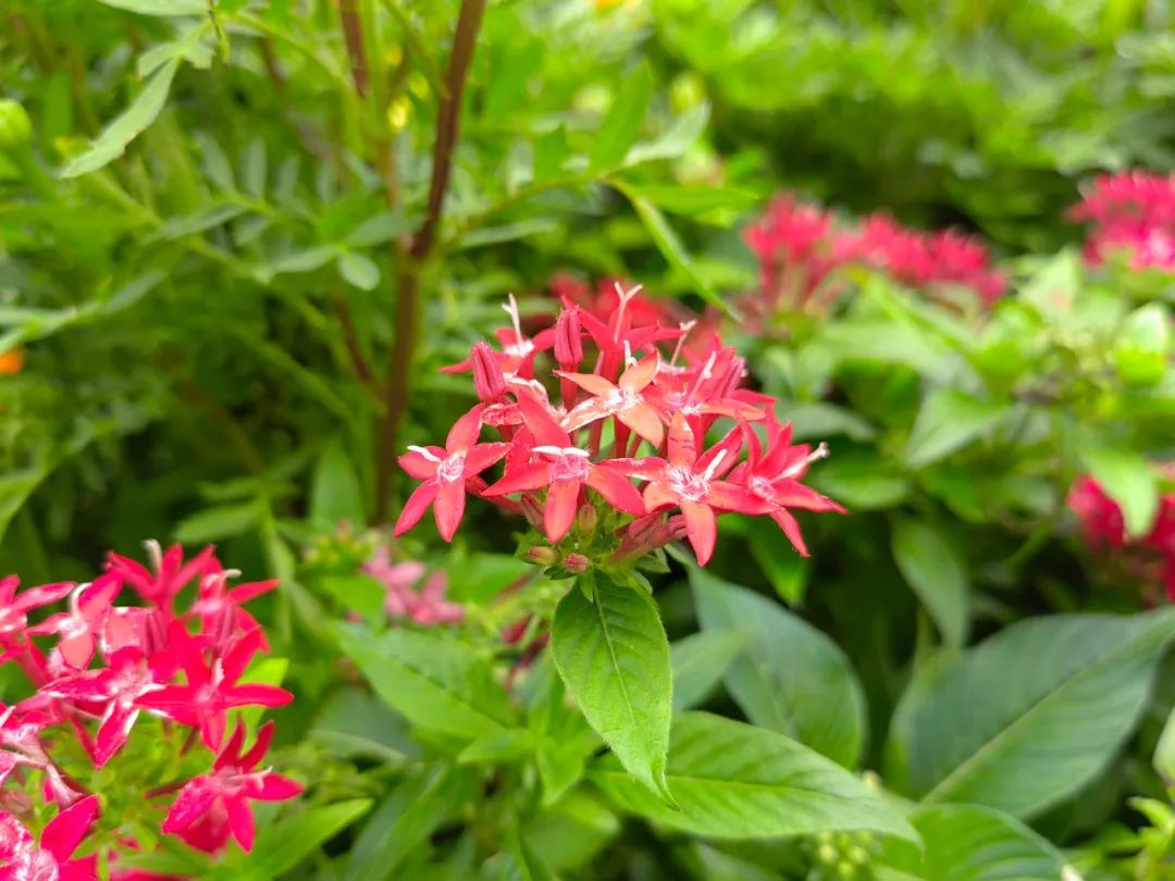 感兴趣的朋友可以点这里复习(茑萝松丨也叫五星花,叶如松针,农村小院