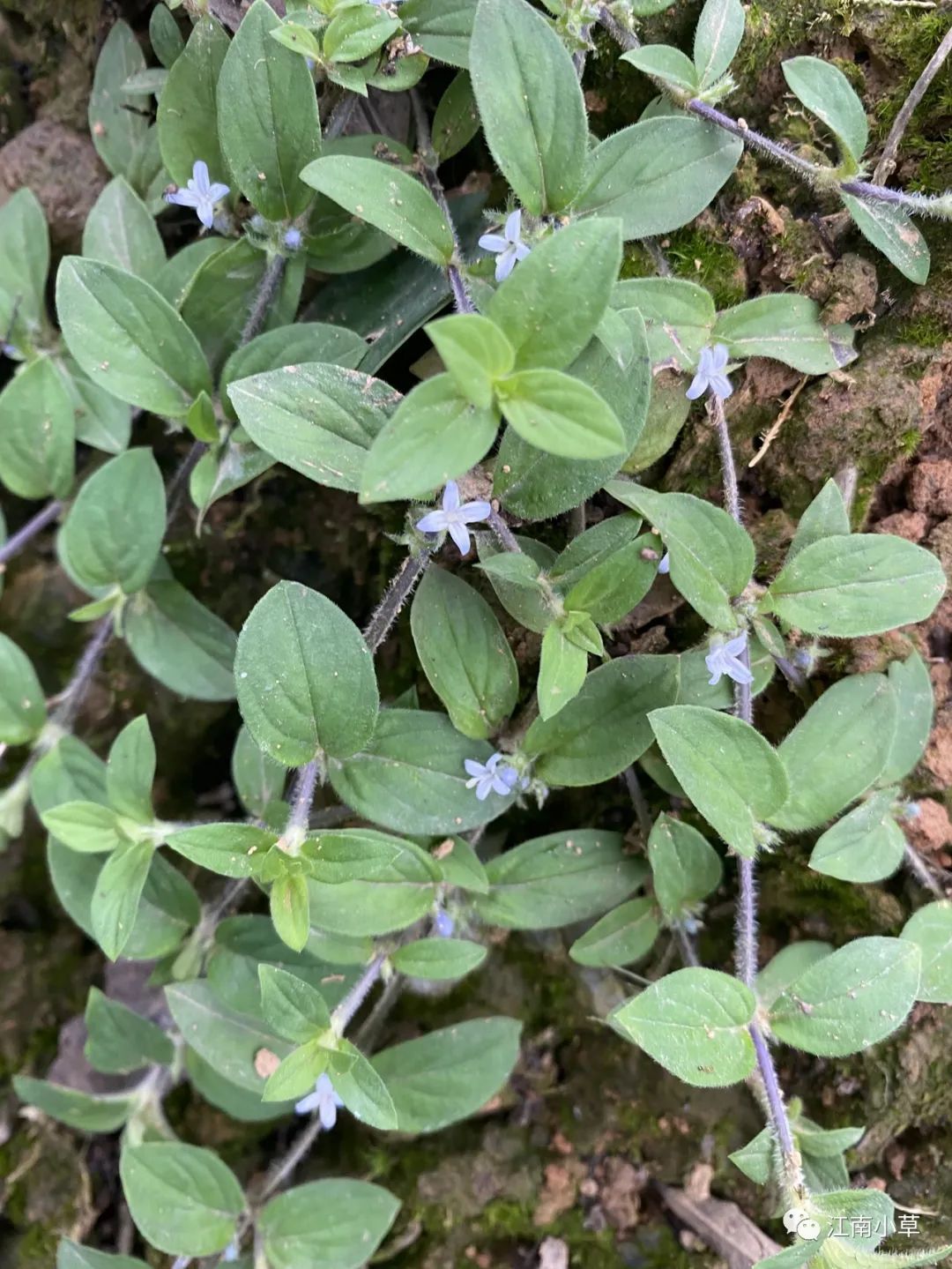 黄毛耳草