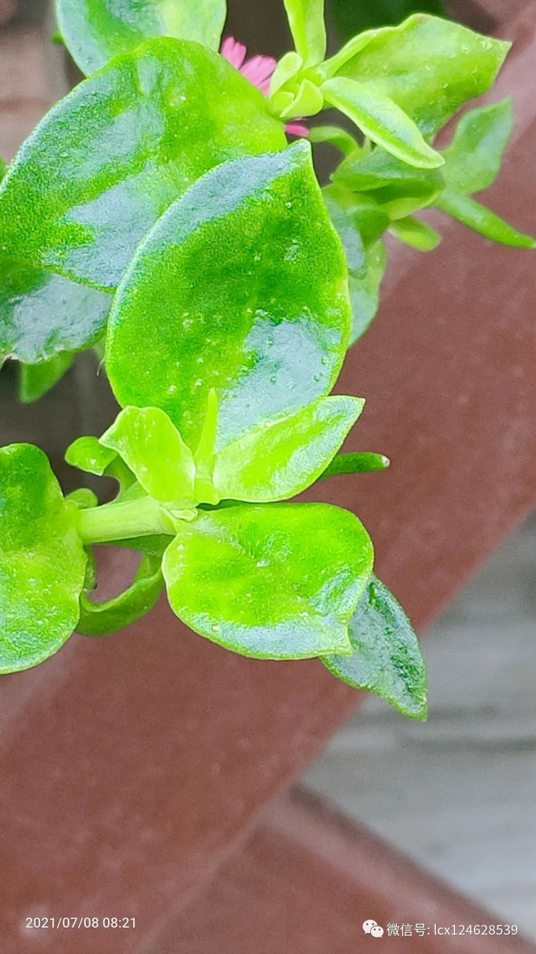 物语之外来物种--心叶日中花(mesembryanthemum cordifolium)