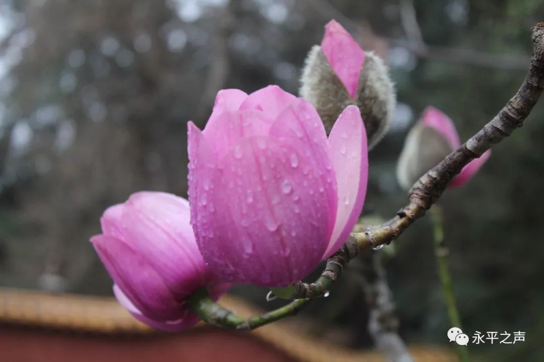 给县花体检守护永平靓丽名片