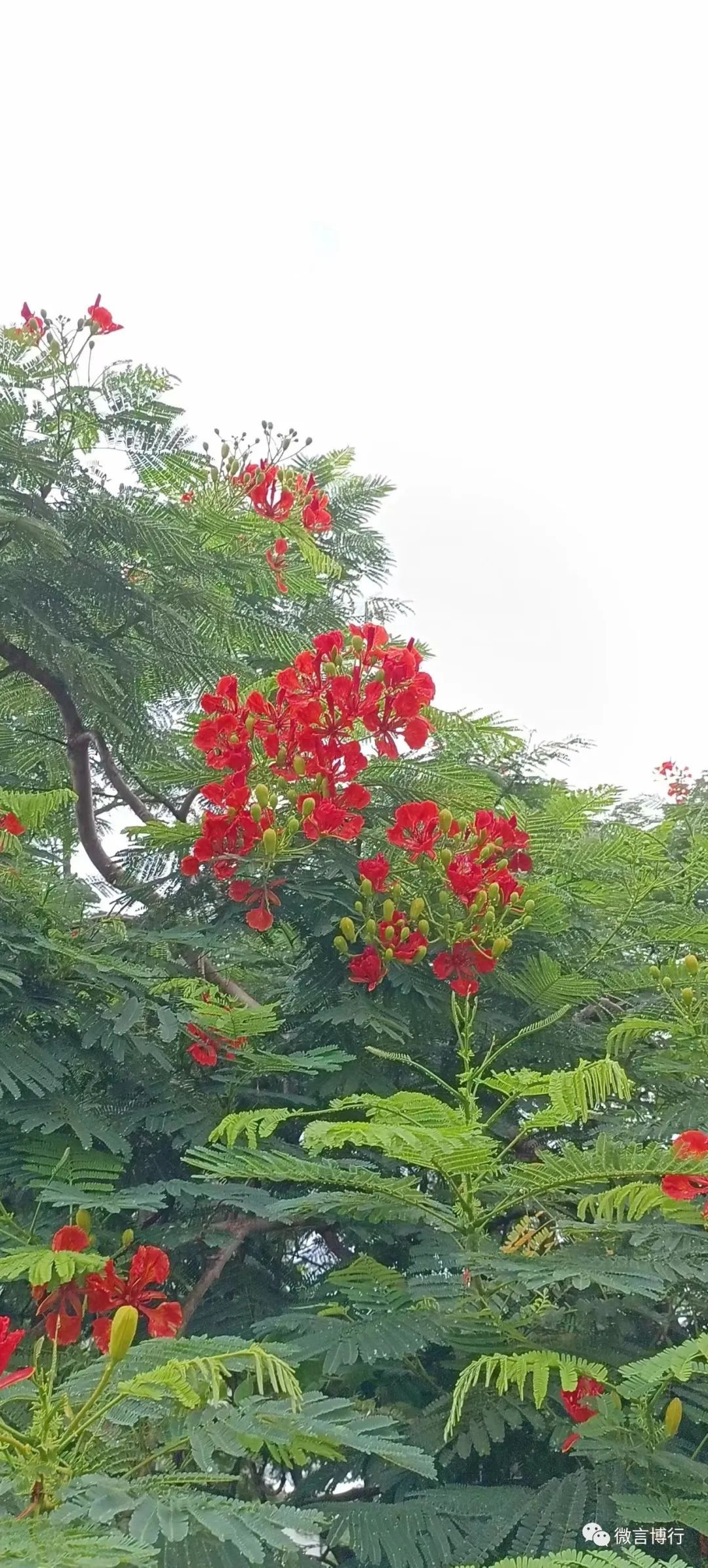 一带一路上的国花文化