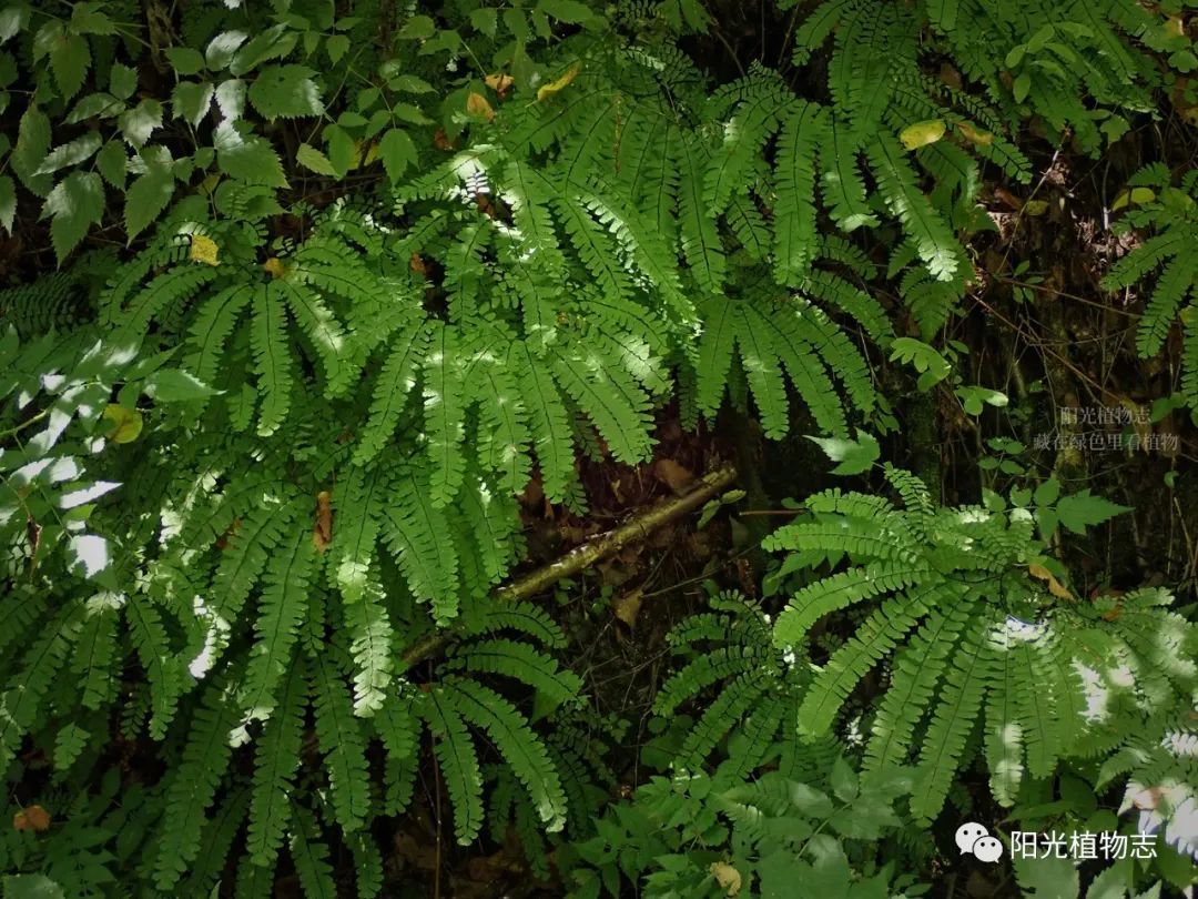 掌叶铁线蕨图片