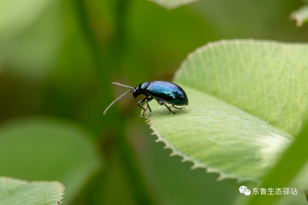 蓝跳甲,袖珍的小甲虫 
