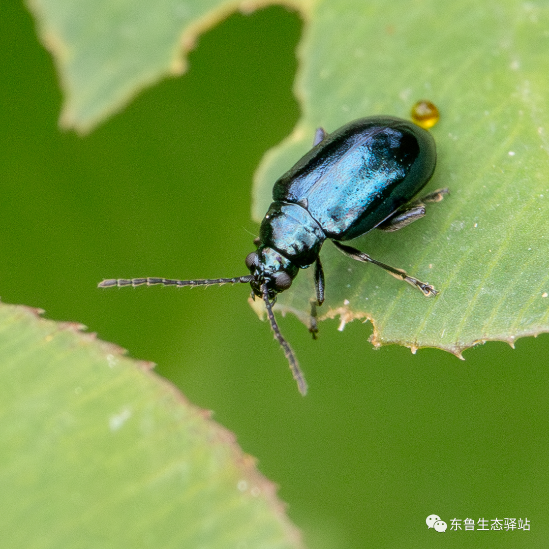 油菜蓝跳甲图片