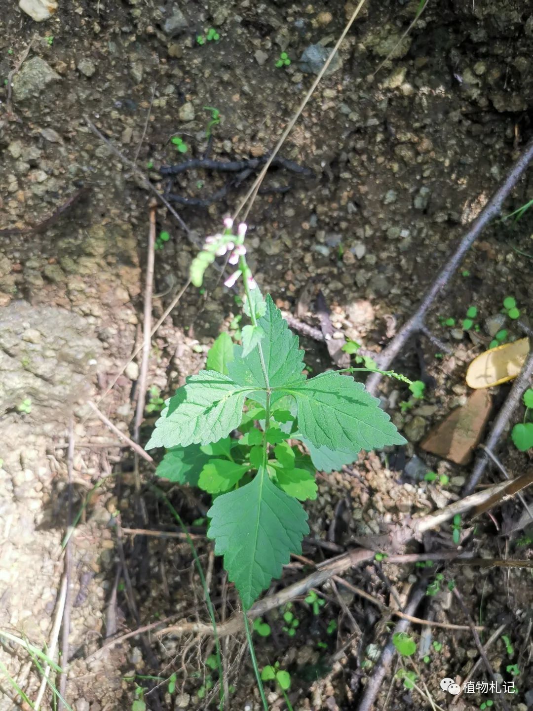 透骨草(亚种)图片