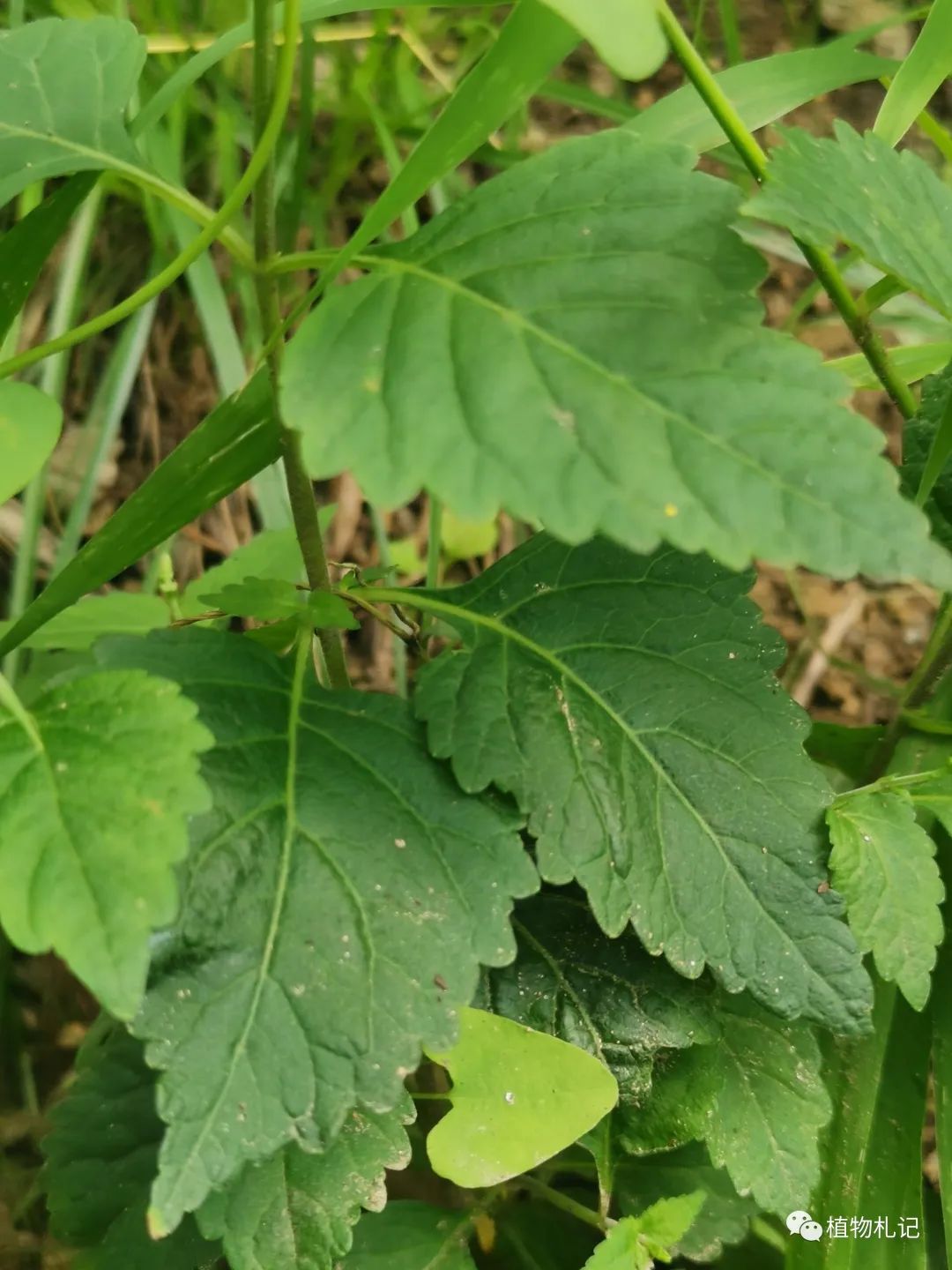 透骨草(亚种)图片