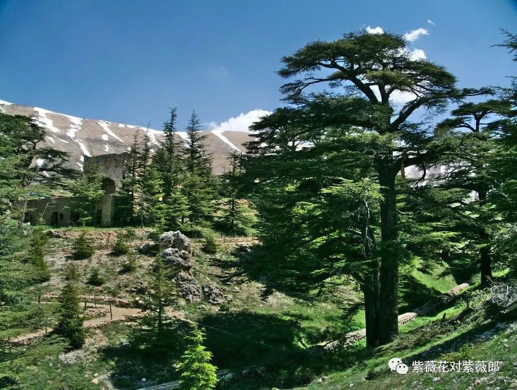 黎巴嫩雪松林图片