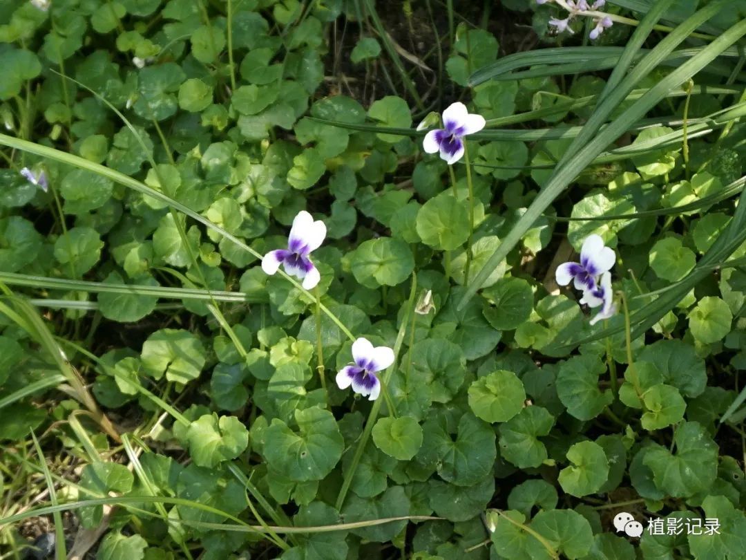 熊猫堇清新雅致美神都不禁为之侧目