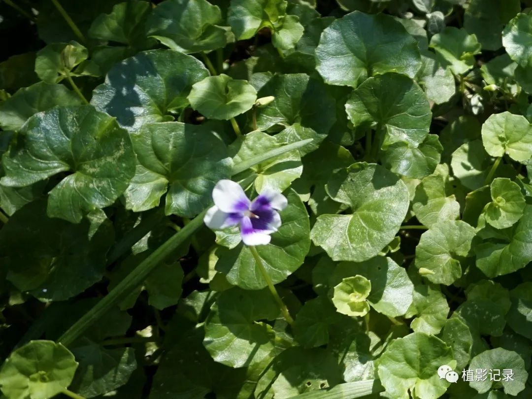 熊猫堇清新雅致美神都不禁为之侧目