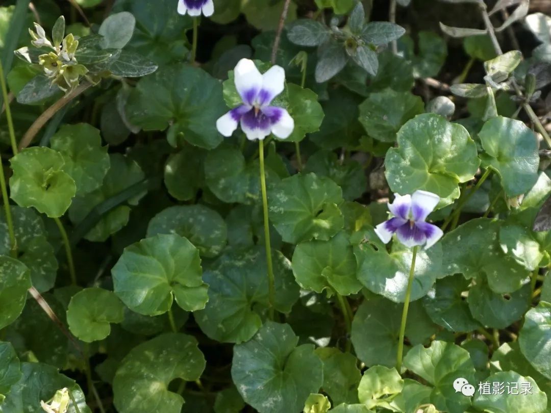 熊猫堇清新雅致美神都不禁为之侧目