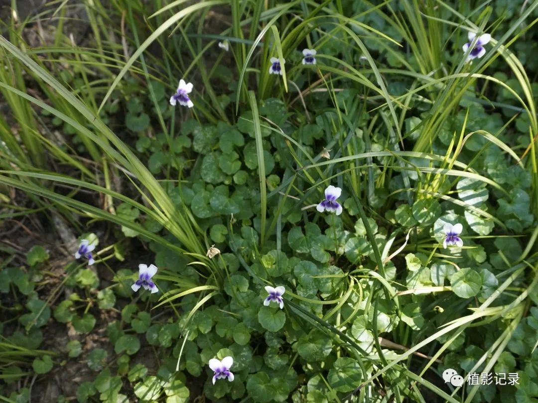 熊猫堇清新雅致美神都不禁为之侧目