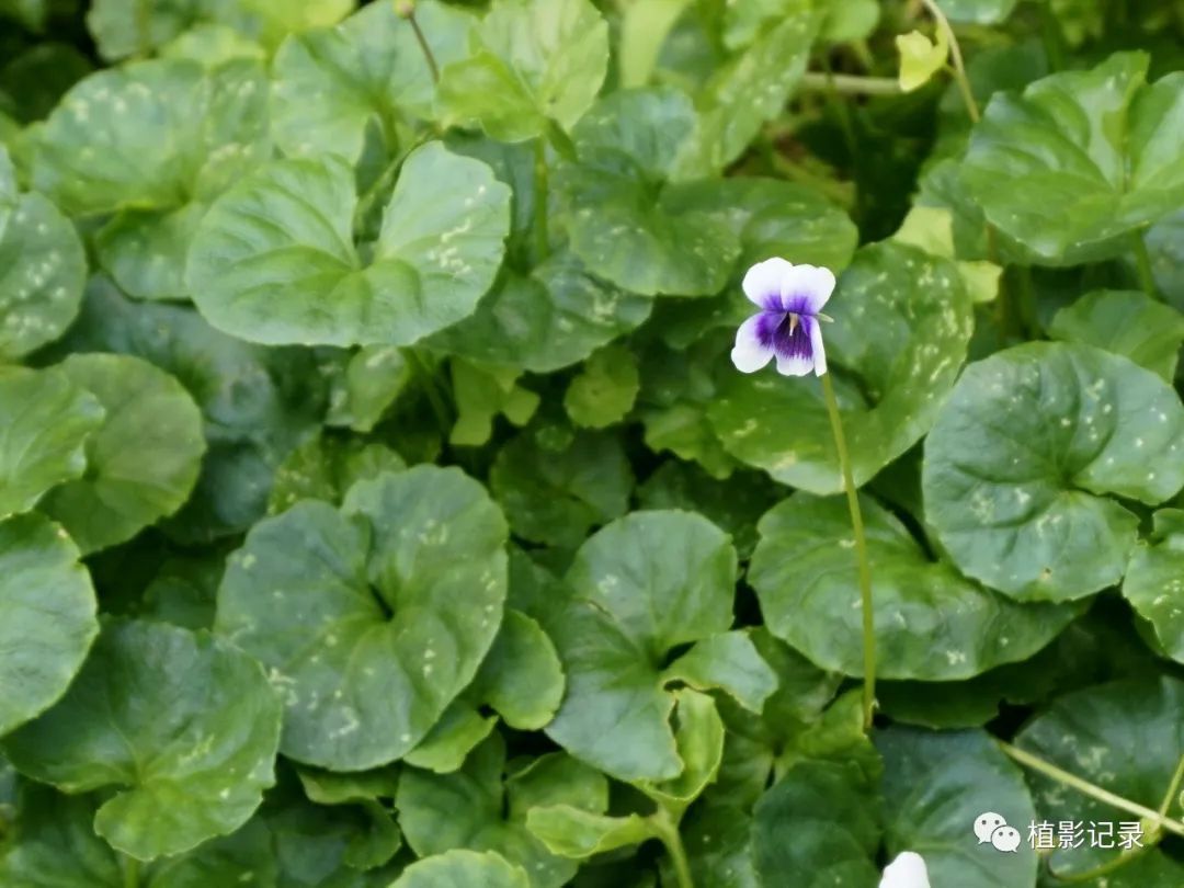 熊猫堇清新雅致美神都不禁为之侧目