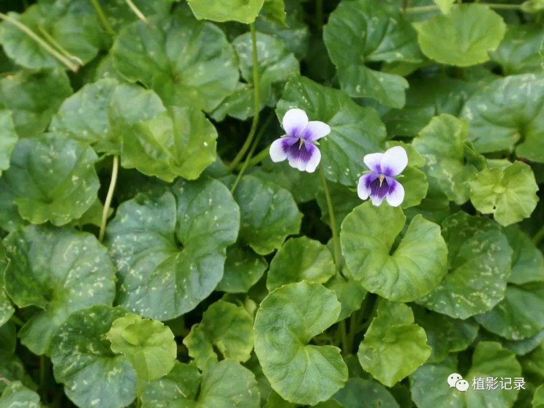 熊猫堇清新雅致美神都不禁为之侧目