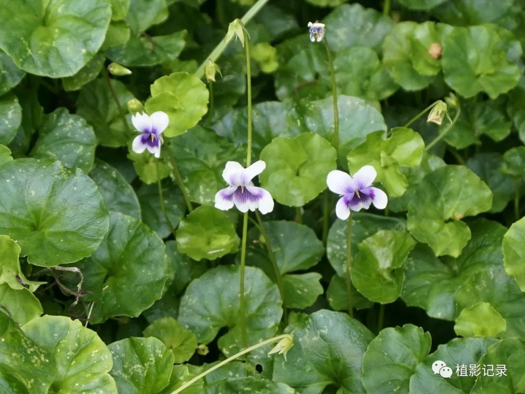 熊猫堇清新雅致美神都不禁为之侧目