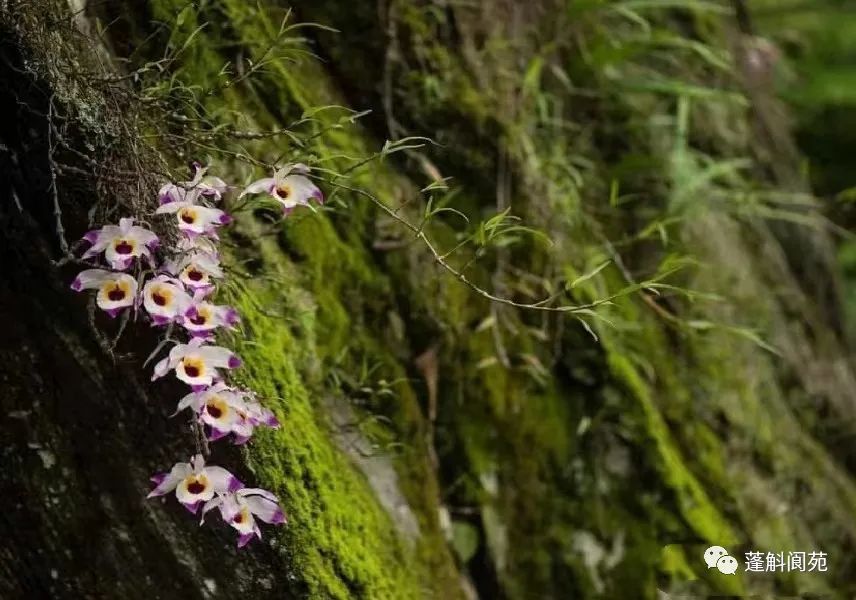 国家二级保护野生植物串珠石斛