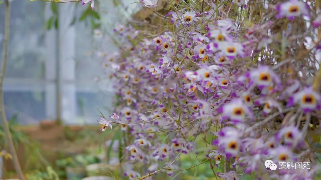 国家二级保护野生植物串珠石斛