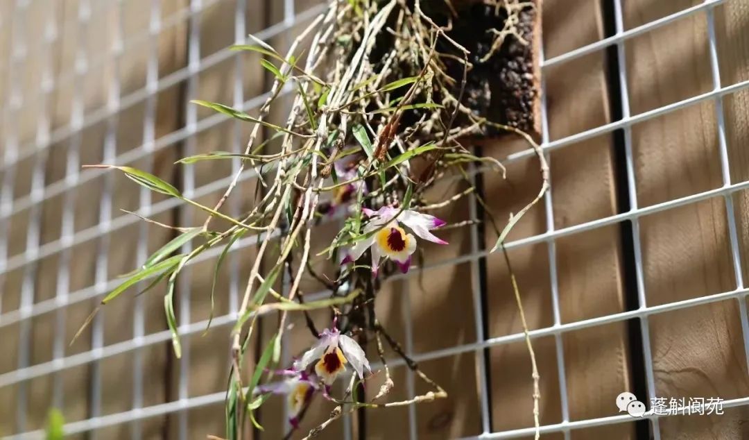 国家二级保护野生植物串珠石斛