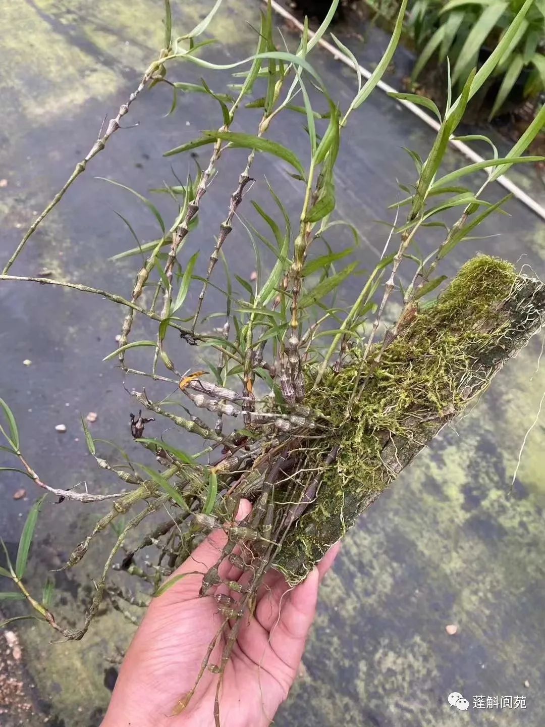 国家二级保护野生植物串珠石斛