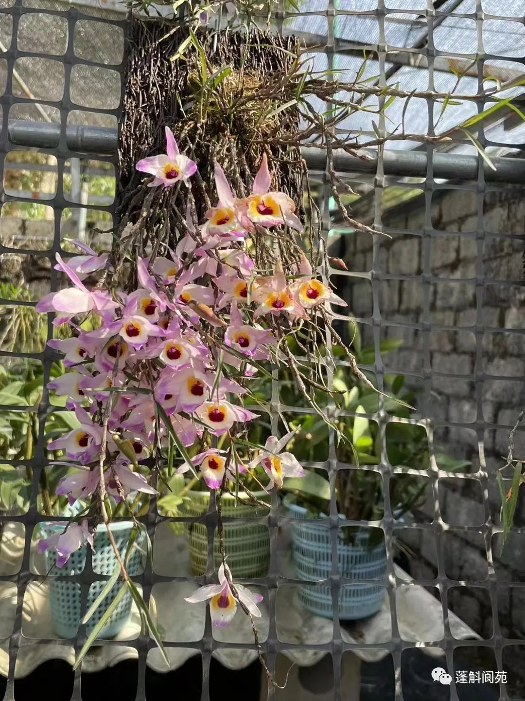 国家二级保护野生植物串珠石斛