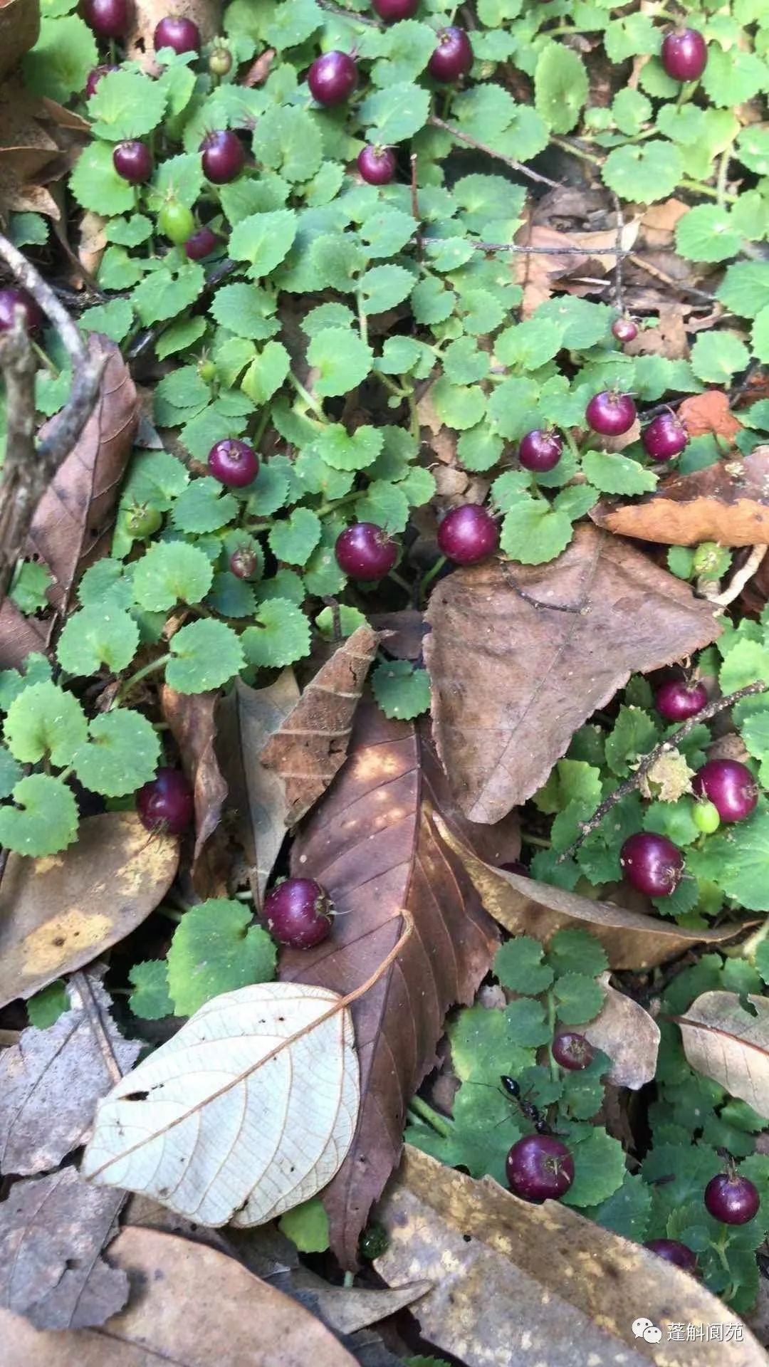 铜锤玉带草 药用图片