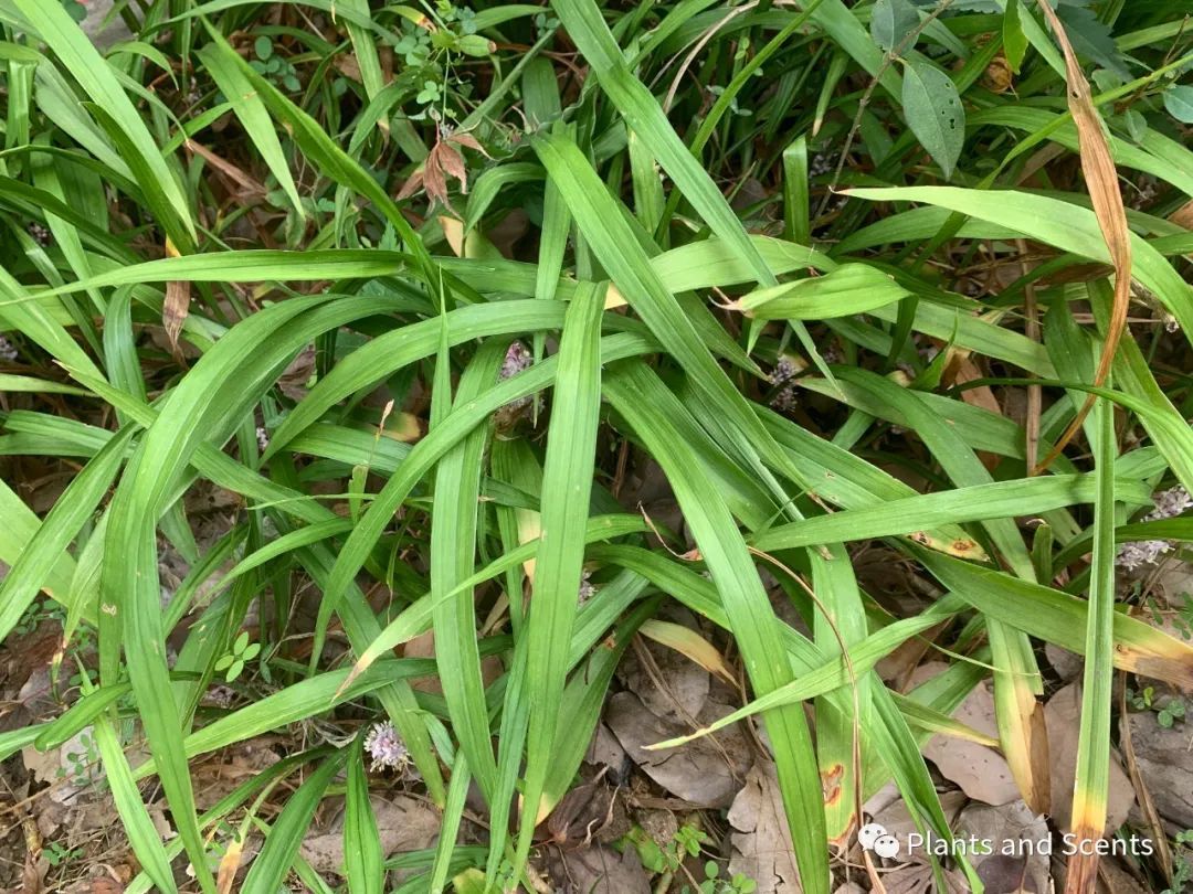 吉祥草根部的茎块图片