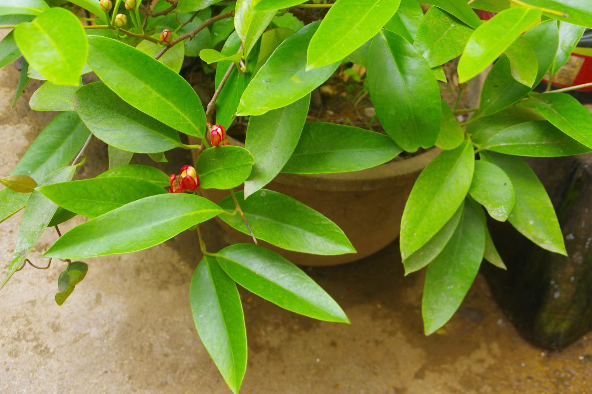 >地方林草动态>云南>正文黑老虎为木兰科,南五味子属常绿攀援藤本植物