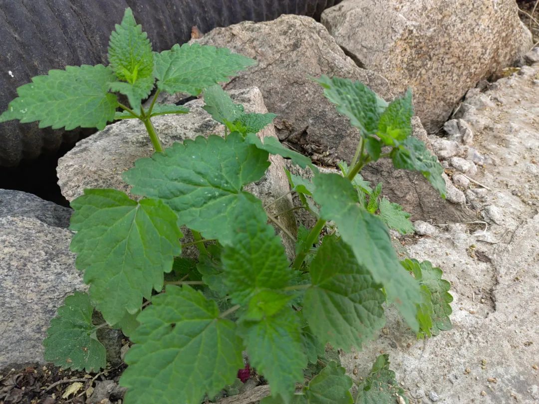 好了,以上就是薄荷和藿香的区别,希望对大家有帮助!https://mp.