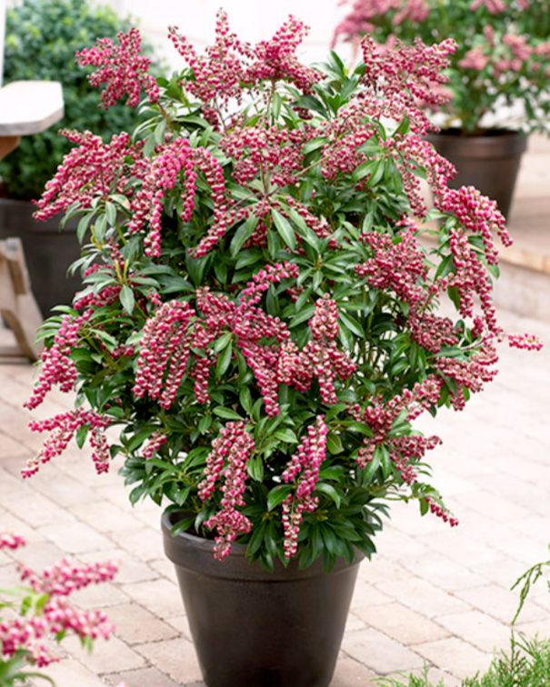 耐寒耐旱的马醉木,叶子比花还好看,花叶同观,四季不落叶很好养!