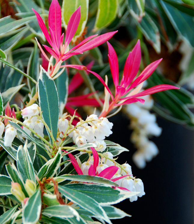 耐寒耐旱的马醉木,叶子比花还好看,花叶同观,四季不落叶很好养!