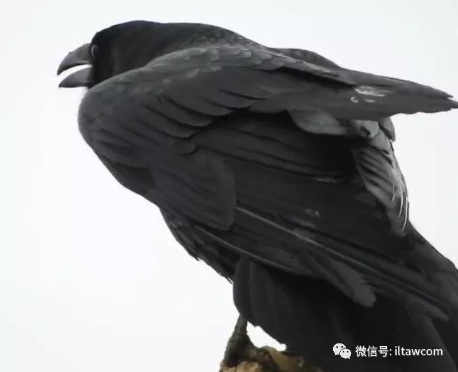多重身份的渡鸦-神明的象征?不详的预兆?智慧的化身? - 关注森林