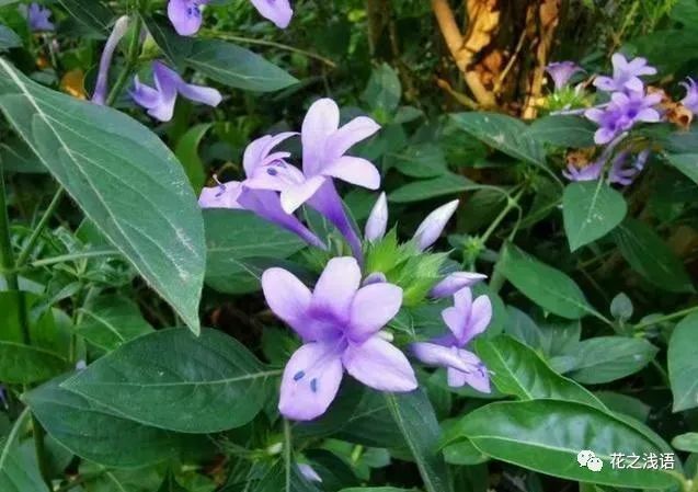 乔装西来姹紫嫣假杜鹃