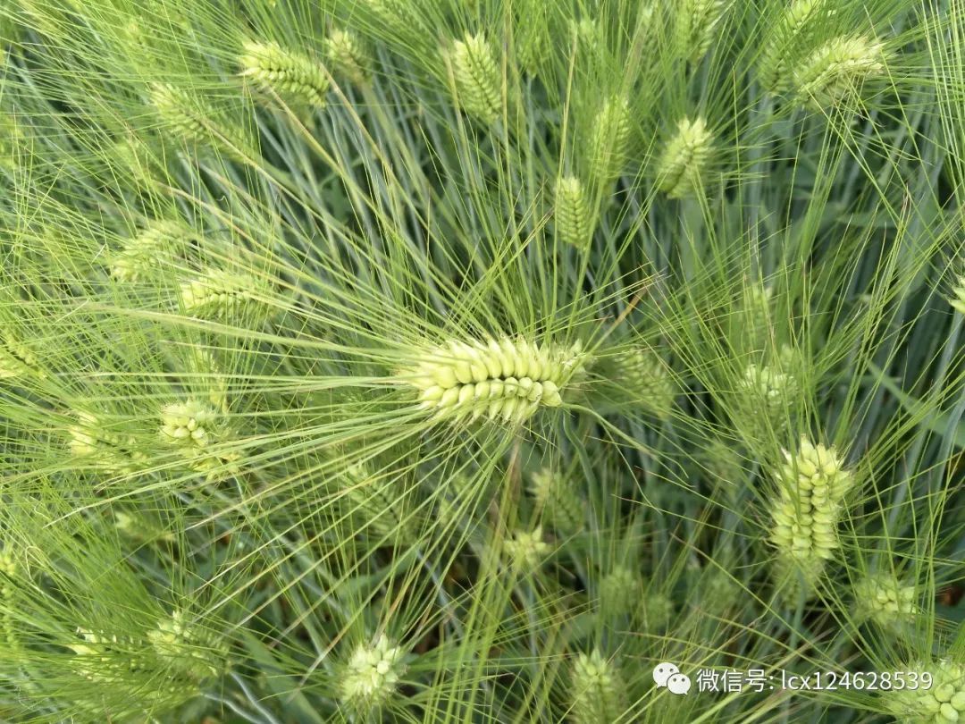 物语之大麦(Hordeum vulgare) - 关注森林