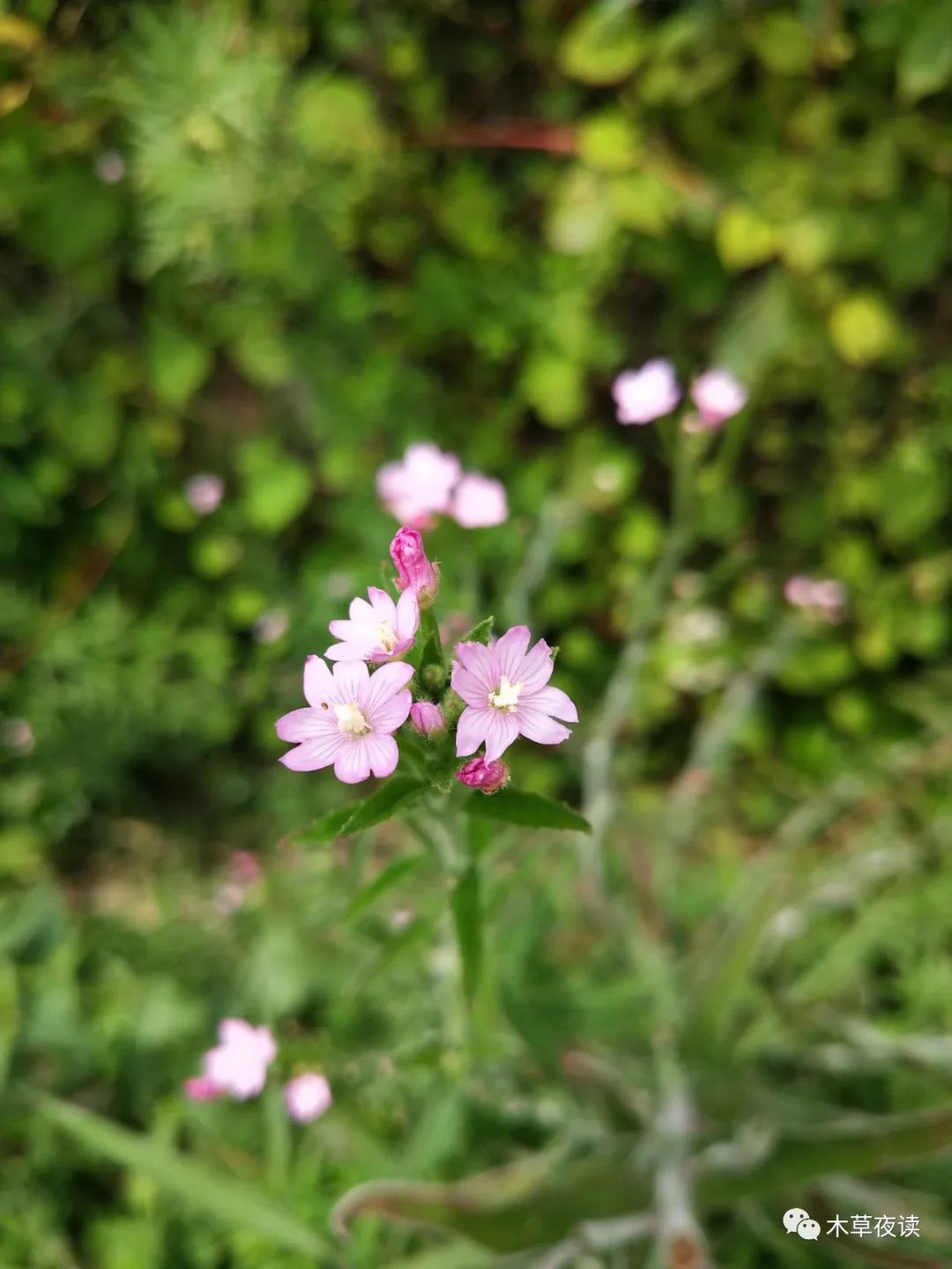 柳叶菜形似柳叶生荒野微凉初秋逢花开